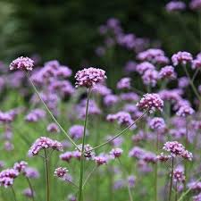 Verbena Bonariensis Purple Top Plants Verbena Herbs