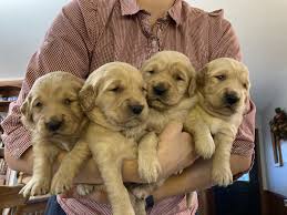 Golden Retriever Puppies For Sale Fremont Wi 344098