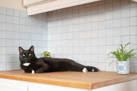 Alternatives to climbing on countertops and tables. How To Keep Your Cat Off The Kitchen Counters