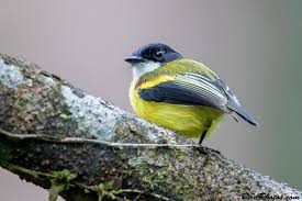 Image result for Poecilostachys