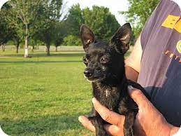 We often have kittens to place or know of dogs and cats that need a new, loving home. Salem Nh Chihuahua Meet Thelma A Dog For Adoption Chihuahua Pets Dog Adoption