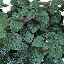Floriography, the sending of secret messages via coded flower arrangements, was popular during the victorian era (between 1837 and 1901). Purple Swedish Ivy Plant Ivy Plant Indoor Ivy Plant Ivy Plant Care