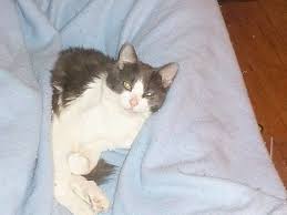 One common way of using sage around the home is through the use of essential oils. Sage The Cat Case Remains Open Despite Police Interviewing Person Of Interest Police Fire Standard Net