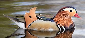 It originated in china and is a symbol in chinese lore. Discover The Mandarin Duck Be Your Own Birder