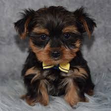 The current median price for all yorkiepoo yorkie poos sold is $1,122.50. Yorkie Puppy For Sale Nj Petswall
