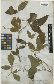 Image result for Cassipourea mollis