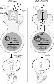 Thus, the channel acts as a coincidence detector and only once both of these conditions are met, the channel opens and it allows positively charged ions (cations) to flow. Is Nmda Receptor Coincidence Detection Required For Learning And Memory Neuron