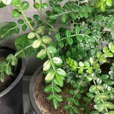 Image result for Zanthoxylum chalybeum