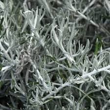 Image result for Helichrysum lastii