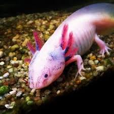 Everything You Ve Ever Wanted To Know About Axolotls Axolotl Amphibians Beautiful Fish
