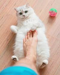 Try Nt To Laugh Kitten Cats Videos In 2020 Cat Gif Cat And Dog Videos Cats