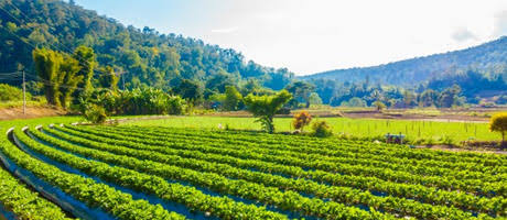Image for Agriculture & Forestry