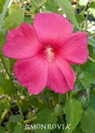Crimson Wonder Rose Mallow Or Hardy Tropical Hibiscus Usda Hardiness Zone 4 10 Large 8 To 9 Gently Ruffle Hardy Hibiscus Hibiscus Hibiscus Rosa Sinensis