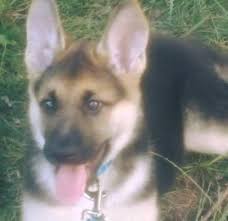 The german shepherd is one of the most talented working dogs and a wildly popular family pet. Akc German Shepherd Puppies For Sale In Kokomo Indiana Classified Americanlisted Com