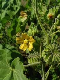 Image result for Abutilon englerianum