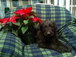 Maybe you would like to learn more about one of these? Irish Wolf Hound Standard Poodle For Sale In Honey Brook Pennsylvania Classified Americanlisted Com