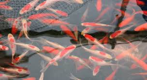 But that will change in a hurry! Fish For Small Garden Ponds Goldfish Comets Shubunkins