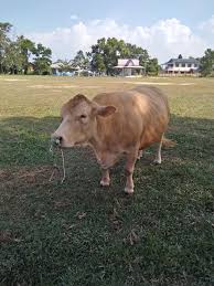 Assalam mega untuk dijual rm6850 umur 2 tahun lebih berminat boleh call/wasup 0179070656 area kg gong tok nasek.ktrg. Jual Beli Lembu Kuala Terengganu Posts Facebook