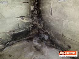 Fix a damp basement to prevent mold in basement walls. Mold In Basement Mold In Basement Mold Remover Basement Mold Removal