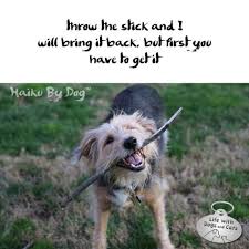 Haiku By Dog Stick Life With Dogs And Cats Dog Poetry Dogs Dog Cat