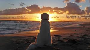 What is the last battle of a pet? The Last Battle A Pets Poem Youtube