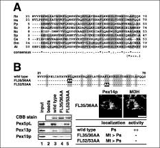 Maybe you would like to learn more about one of these? Functional Domains And Dynamic Assembly Of The Peroxin Pex14p The Entry Site Of Matrix Proteins Journal Of Biological Chemistry