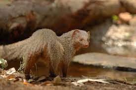 They are grizzled grey in colour with a paler underside. Species Spotlight Indian Grey Mongoose Defend Them All Foundation