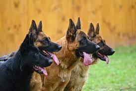 The breed was officially known as the alsatian wolf dog in the uk from after the first world war until 1977 when its name was changed back to german shepherd. 10 Noble Facts About German Shepherds Mental Floss