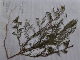 Image result for Xenostegia pinnata