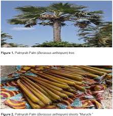 Image result for Borassus aethiopum