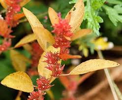Image result for Acalypha segetalis