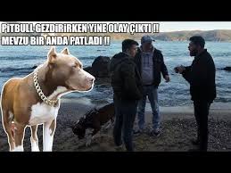 Pitbullar Ile Sokaga Ciktik Olay Cikti Kulubelerinde Olum Tehlikesi Yaziyordu Youtube