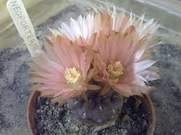 The male part yields pollen, a yellow powder. Gyujtemenybeli Kepek 2014 Bol Euphorbia Suculentas Flores