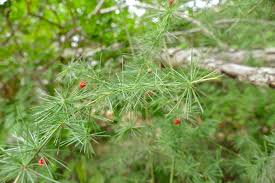 Image result for Asparagus laricinus