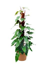 Image result for Filodendron Philodendron