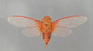 Insects were thought by some people to be quite similar to mankind. 7 Things You Didn T Know About Cicadas