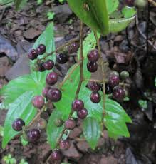 Image result for Embelia