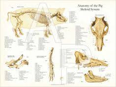 Pin On Anatomy