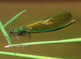 Image result for Dicliptera zambeziensis