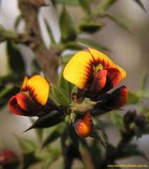 Image result for Hibiscus panduriformis