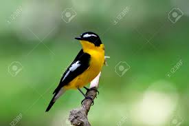 There are 250 individual species of bumble bees, most of which have similar identifying features. Beautiful Black And Yellow Bird With White Spot On Its Wings Stock Photo Picture And Royalty Free Image Image 92935777