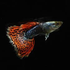 Thailand Guppy Google Search Guppy Fish Beautiful Fish Guppy