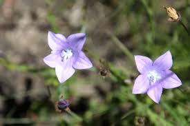 Image result for Wahlenbergia krebsii