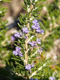 Image result for Rosmarinus officinalis