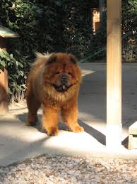 Holz Fur Feuchtraume Shabby Mobel Kaufen Bettdecke Ubergrosse Chow Chow Boo Hund Und Susse Hundebilder