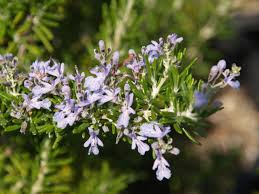 Image result for Rosmarinus officinalis