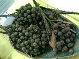 Atau untuk acara kenduri dan majlis? Buah Rotan