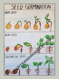 Buy Seed Germination Charts Online Seed Germination Seed Germination For Kids Germination