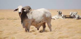Brahman cattle have a very distinctive appearance with a hump over the shoulders, loose skin under the throat, and large drooping ears; Brahman Cattle Reveal Their Genetic Secrets Beef Central