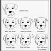 Try not to get any hairs caught under the tape, as they will pull and hurt the dog. 1